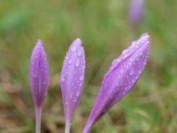 Regentropfen an pink Herbstzeitlosen Blütenknospen Trio